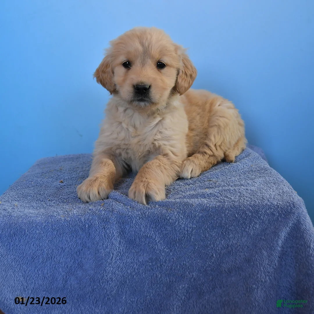 Golden Retriever dogs for sale: Opal - Ad 1