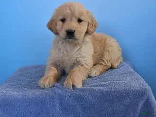 Golden Retriever dogs Opal - Ad 3