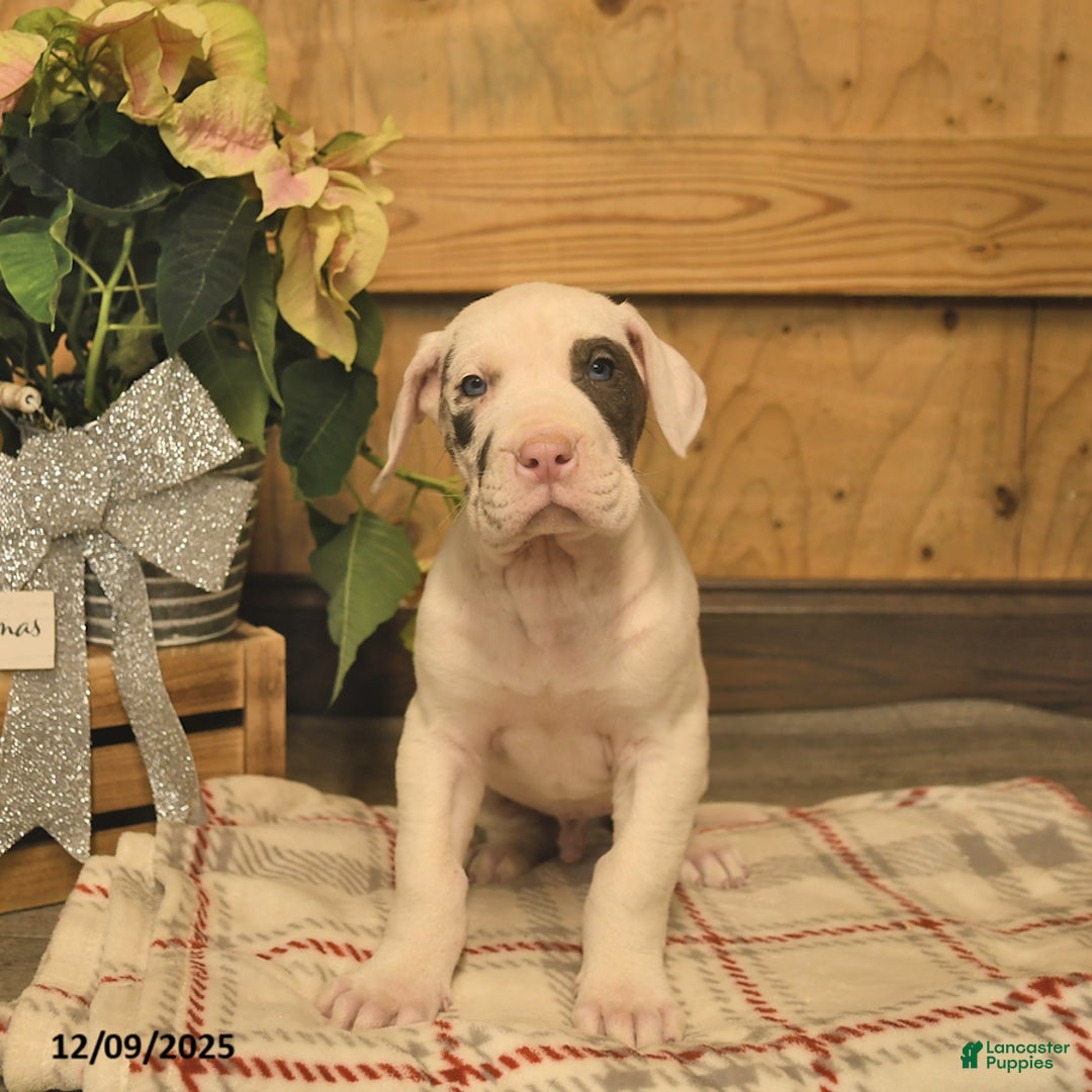 Great Dane dogs for sale: Ace  - Ad 3