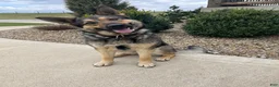 German Shepherd dogs for sale: Wiley - Ad 10