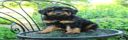 Mixed Breed dogs for sale: Pascal - Ad 3