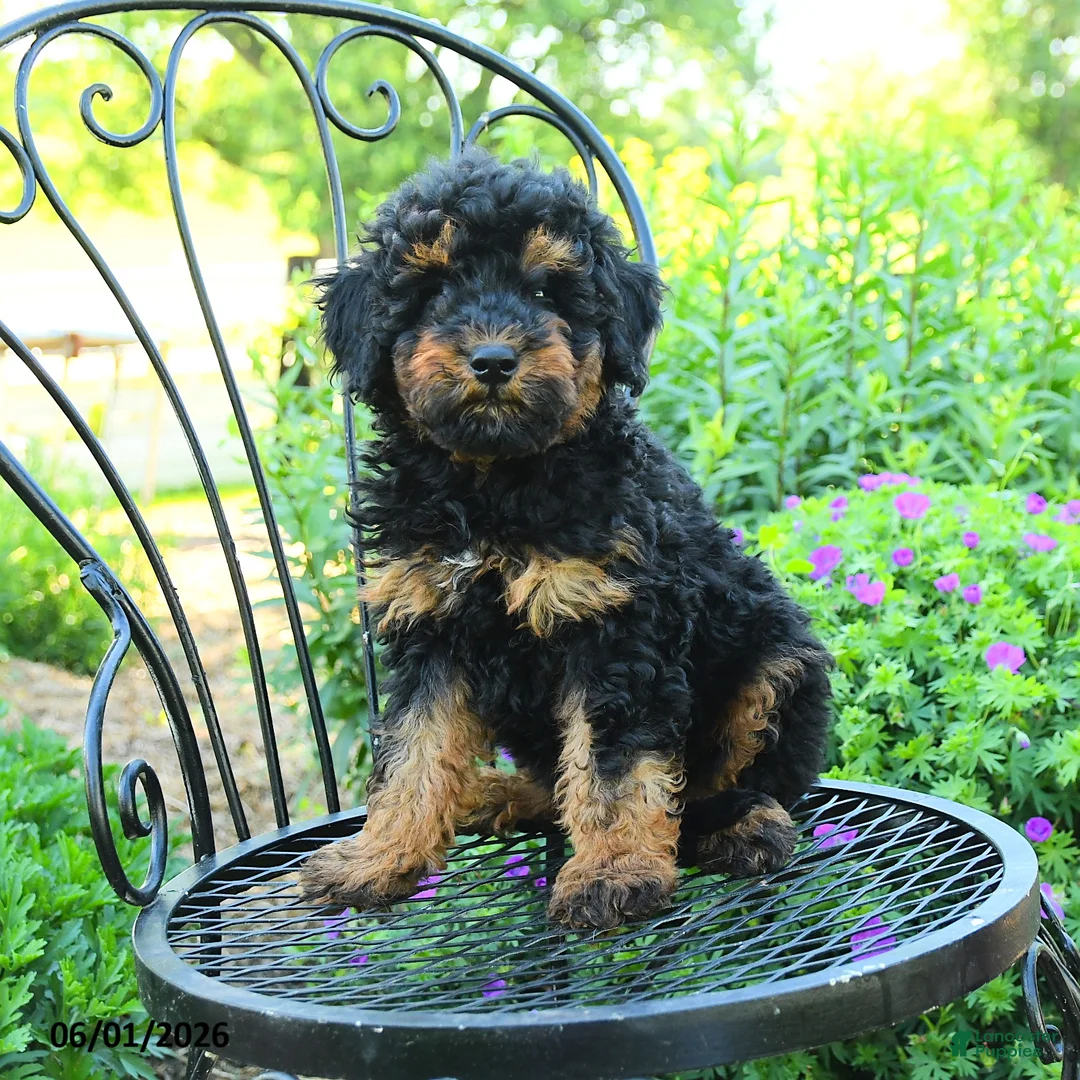 Mixed Breed dogs for sale: Pascal - Ad 3