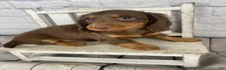 Miniature Dachshund dogs for sale: Ella - Ad 14