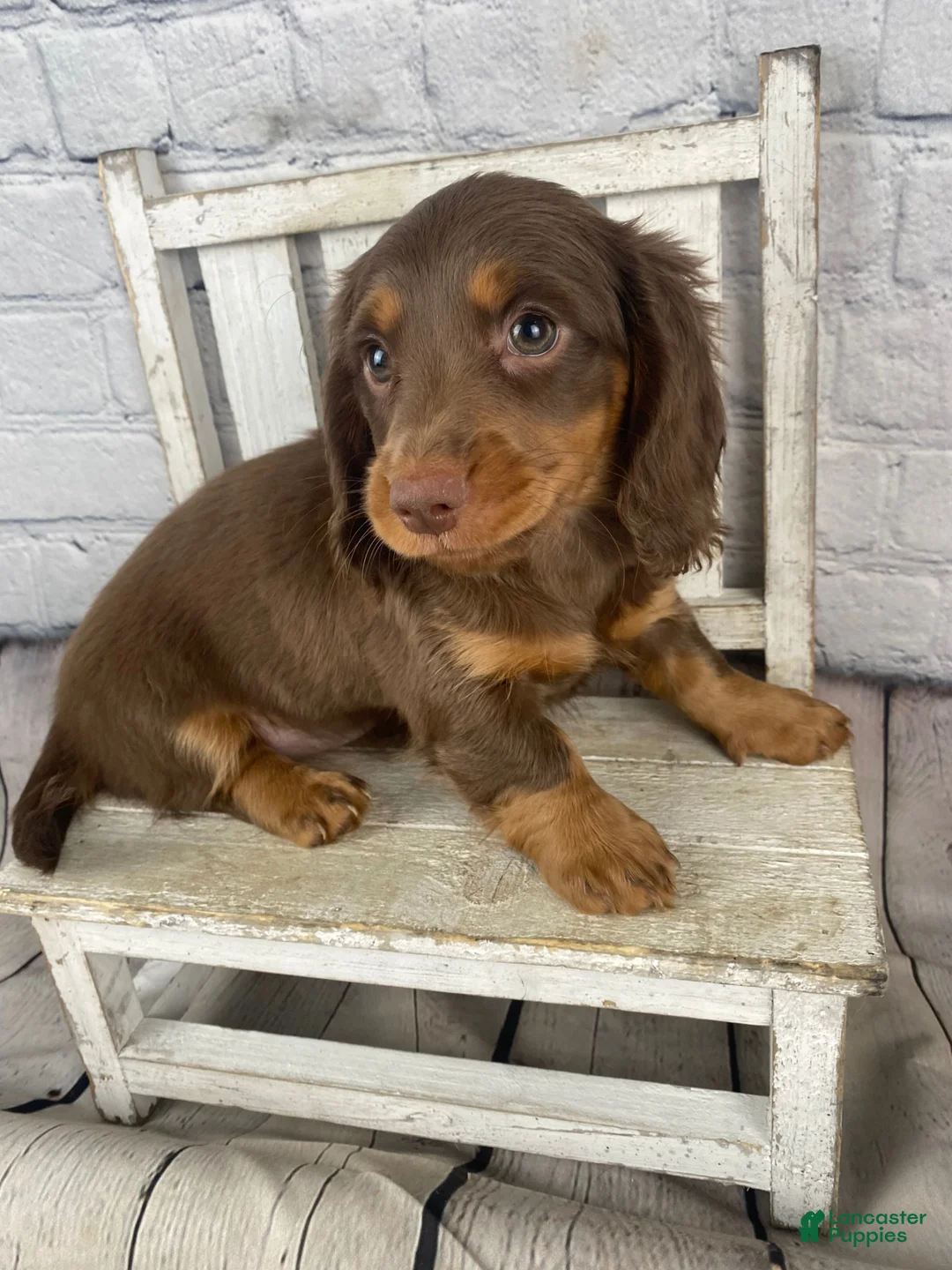 Miniature Dachshund dogs for sale: Ella - Ad 14