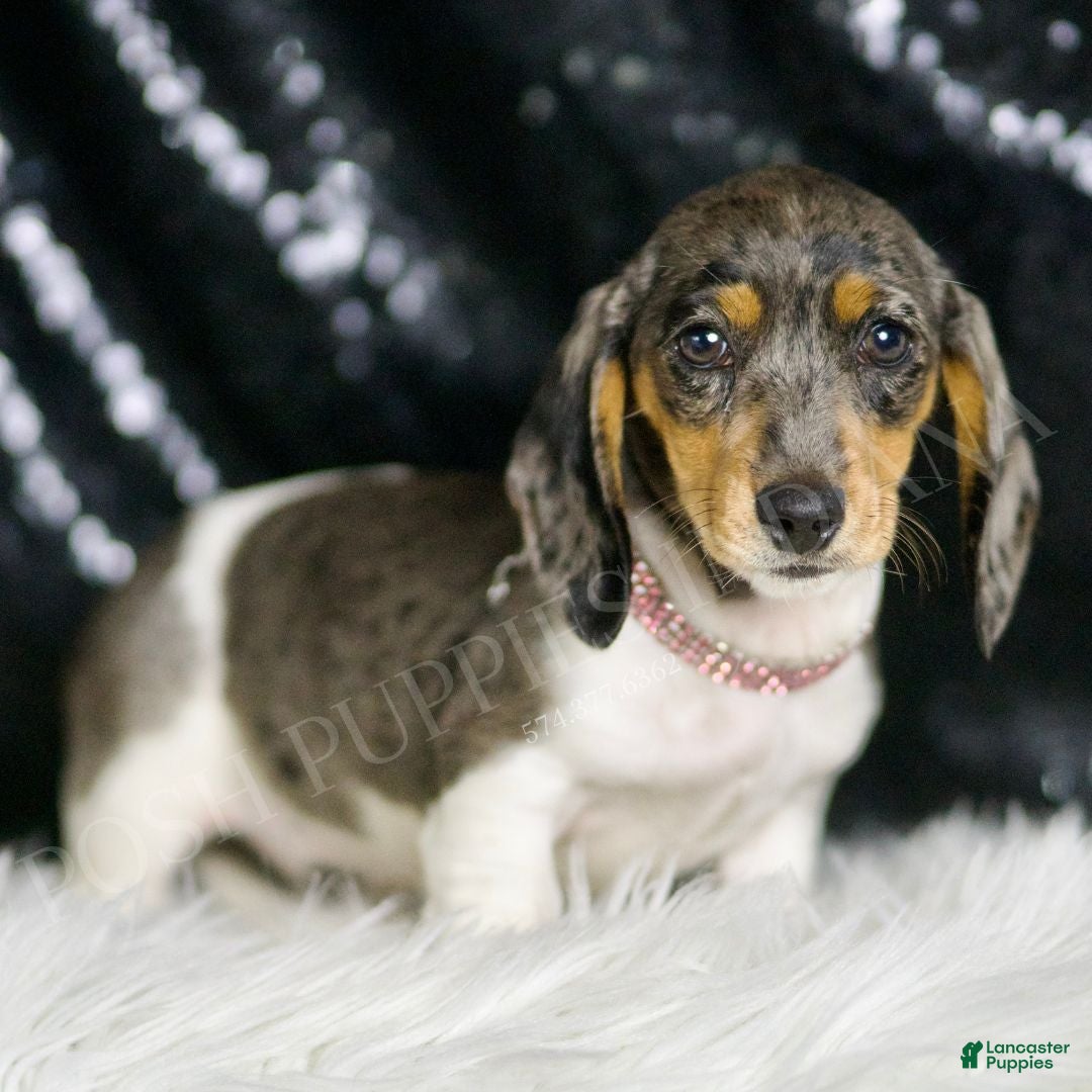 Miniature Dachshund dogs Speckles AKC  - Ad 2