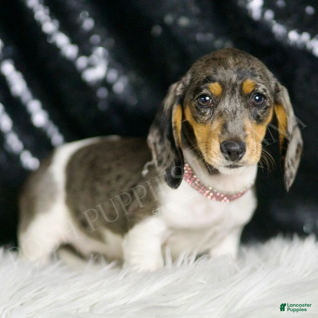Miniature Dachshund dogs for sale: Speckles AKC  - Ad 2