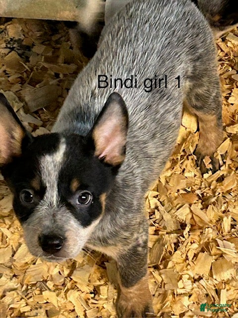 Australian Cattle Dog