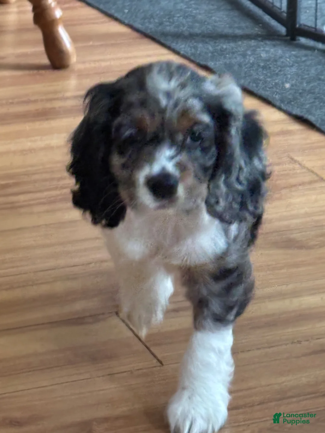 Cocker Spaniel dogs for sale: Cocker Spaniel Puppy 3 - Ad 1