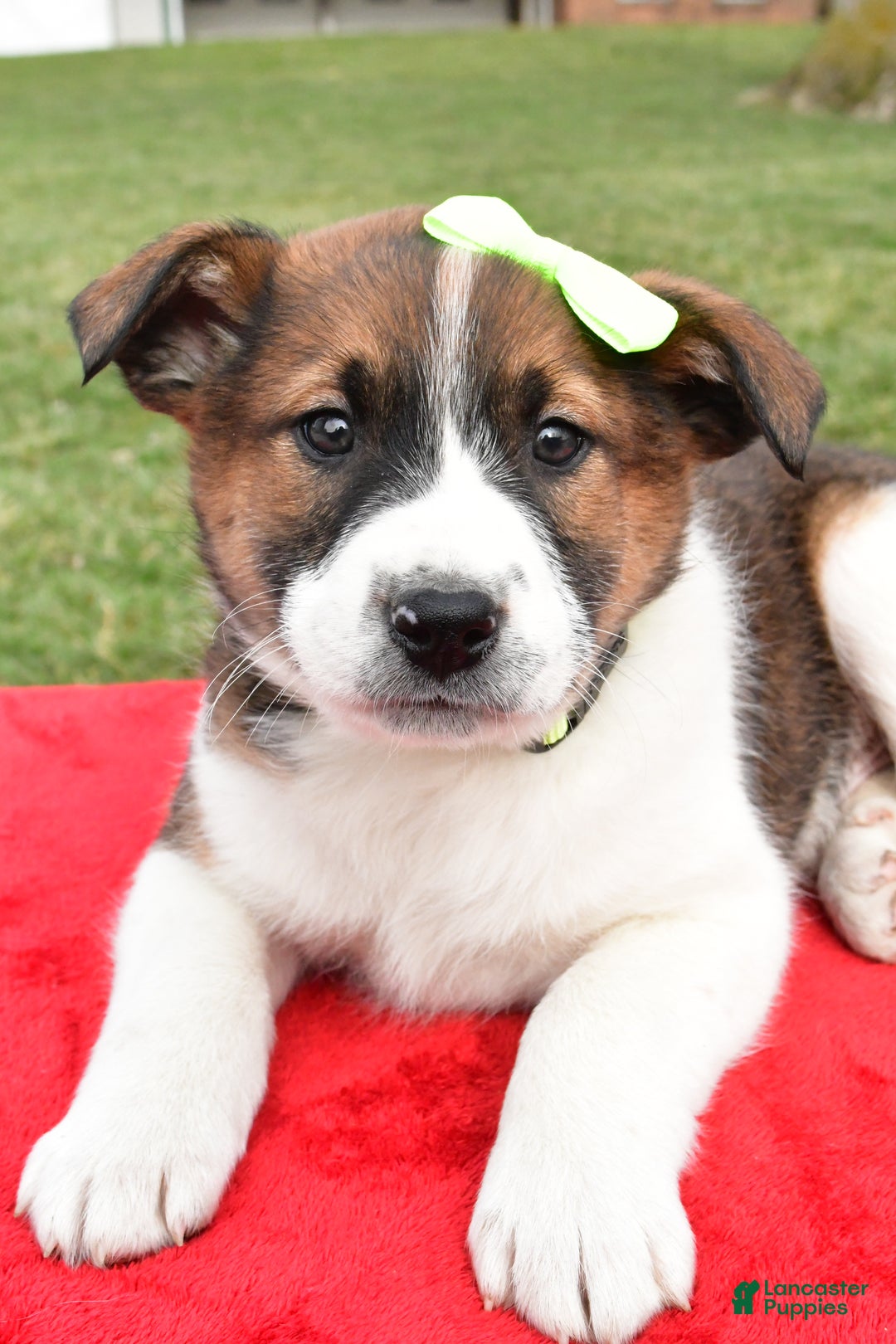 Mixed Breed dogs for sale: Marshall - Ad 4