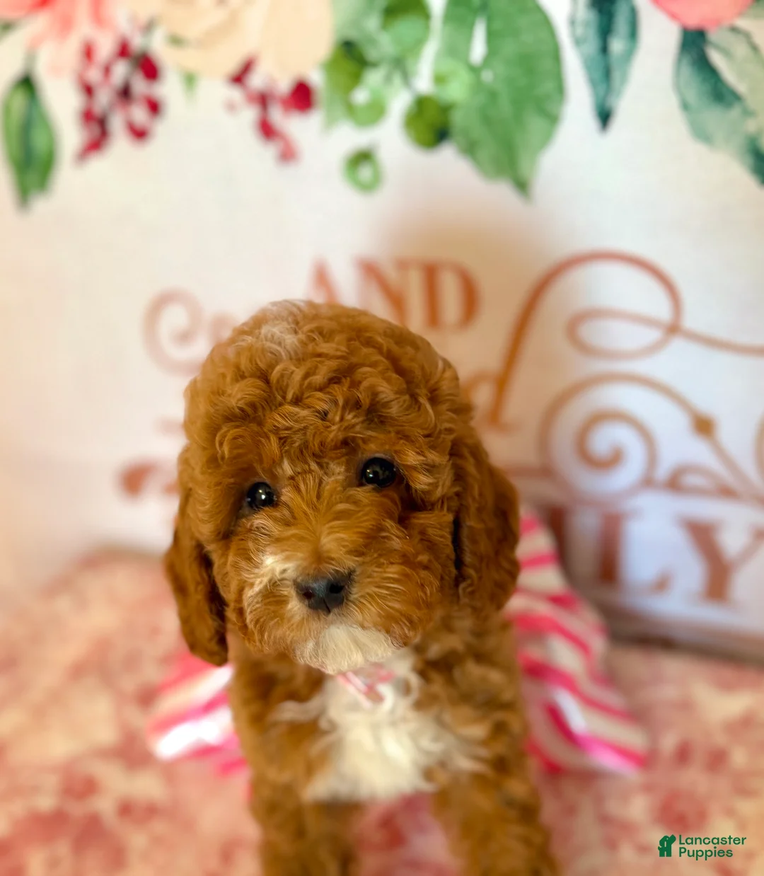 Mixed Breed dogs for sale: 🍁 Maple (Red w/ White Markings Hypoallergenic Mini Poodle) 🐻  - Ad 5