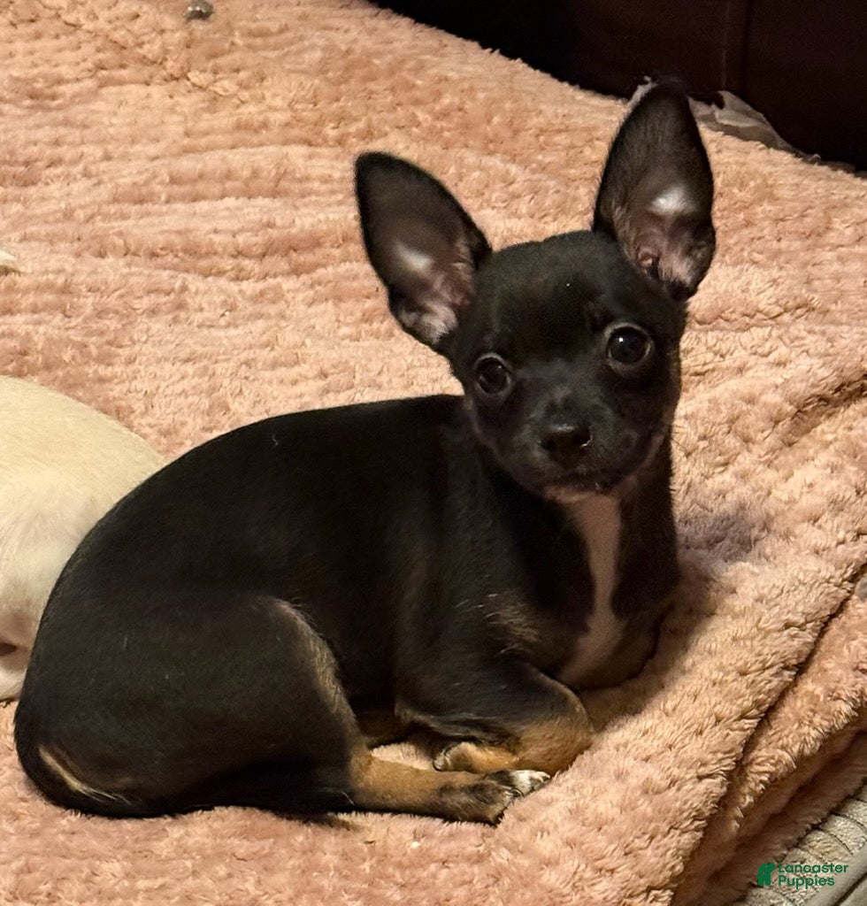 Chihuahua dogs Pierre - Ad 2