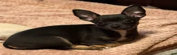 Chihuahua dogs for sale: Pierre - Ad 2