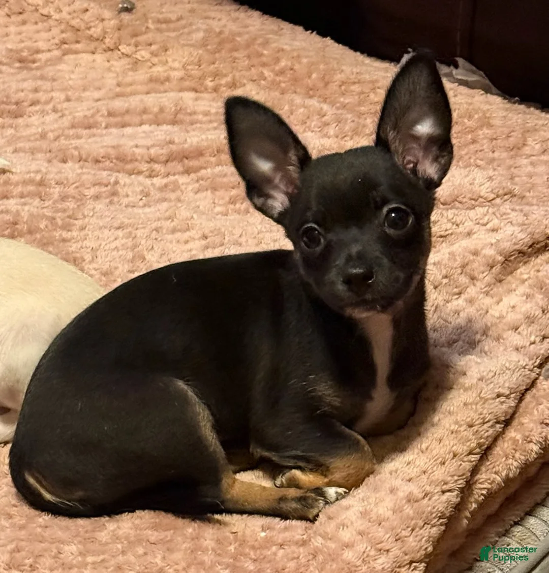 Chihuahua dogs for sale: Pierre - Ad 2