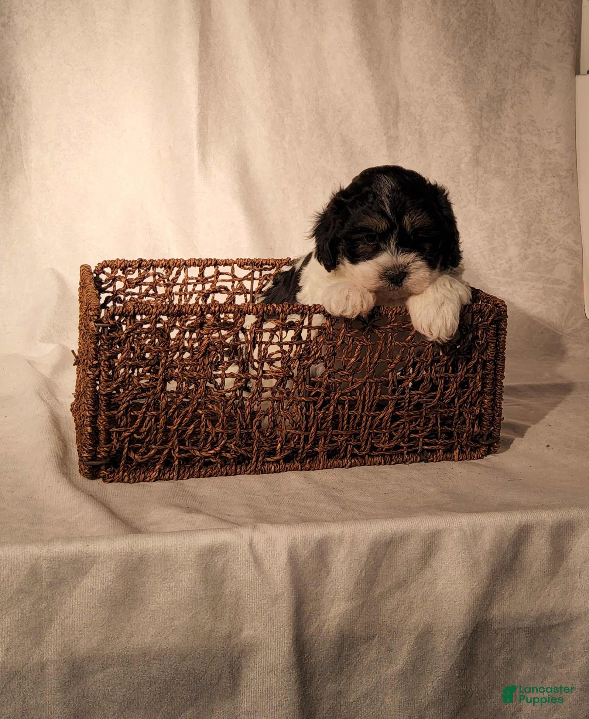 Shih Tzu dogs Robo - Ad 2