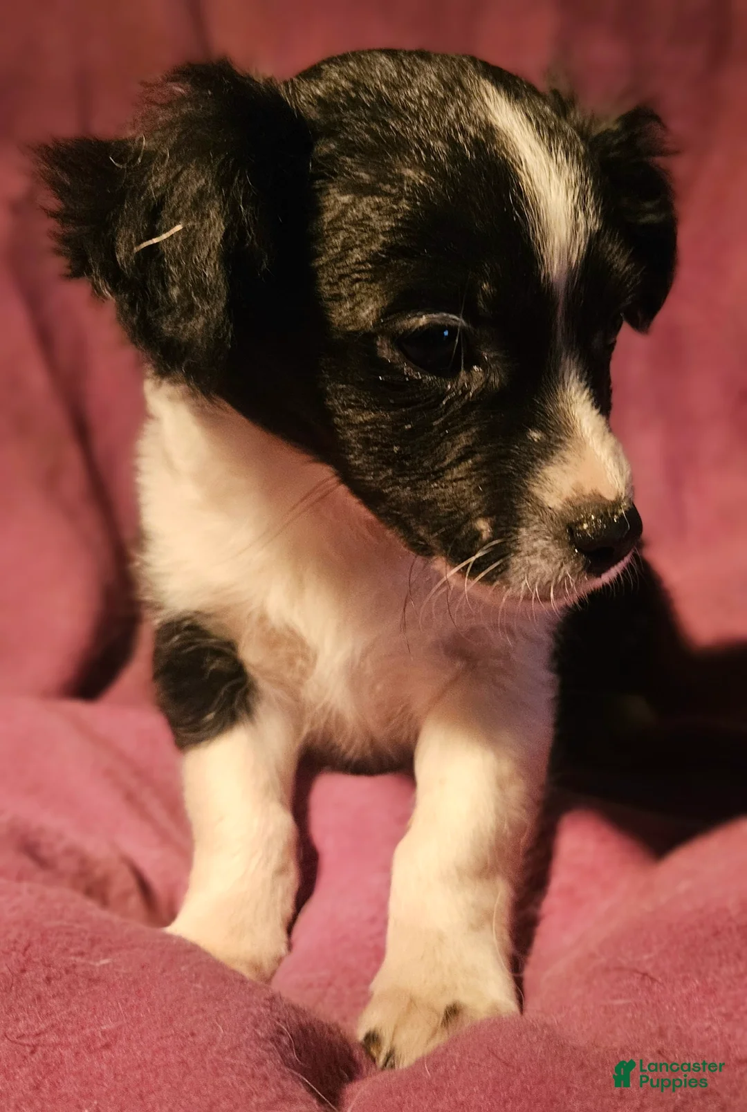 Chihuahua dogs for sale: Freddie (Small) - Ad 2