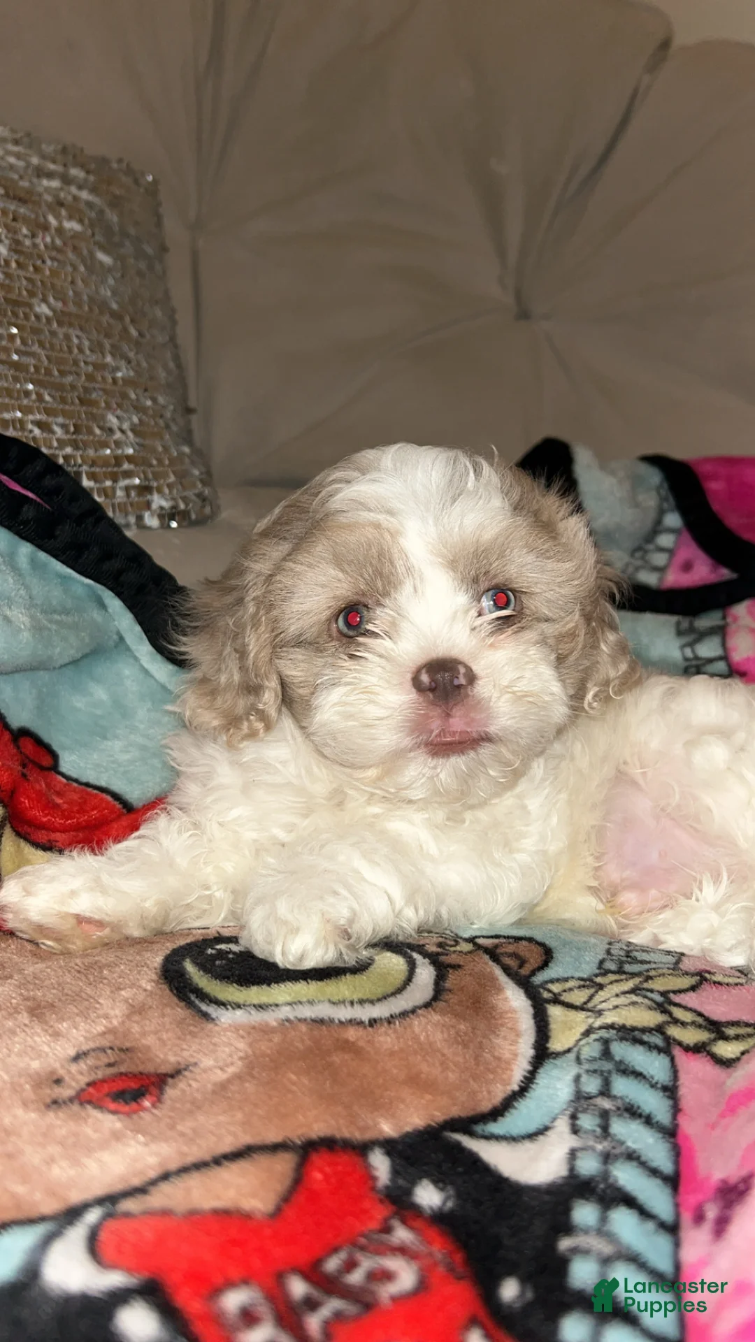 Mixed Breed dogs for sale: Mixed Breed Puppy 1 - Ad 4