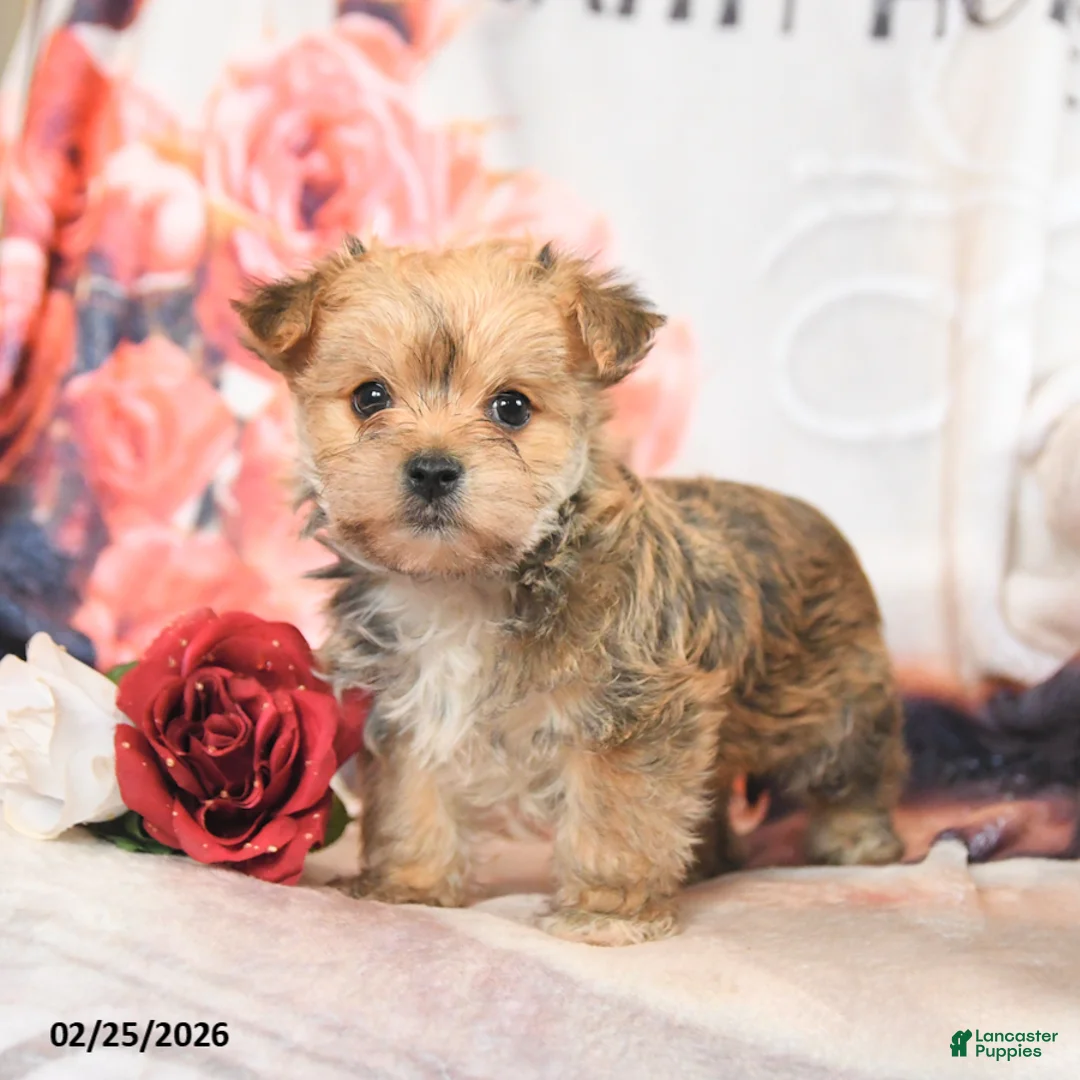 Morkie dogs for sale: Max - Ad 1
