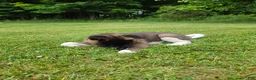Akita dogs for sale: Bear - Ad 4