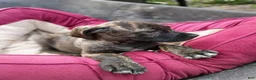 Cane Corso dogs for sale: Cane Corso Puppy 5 - Ad 1