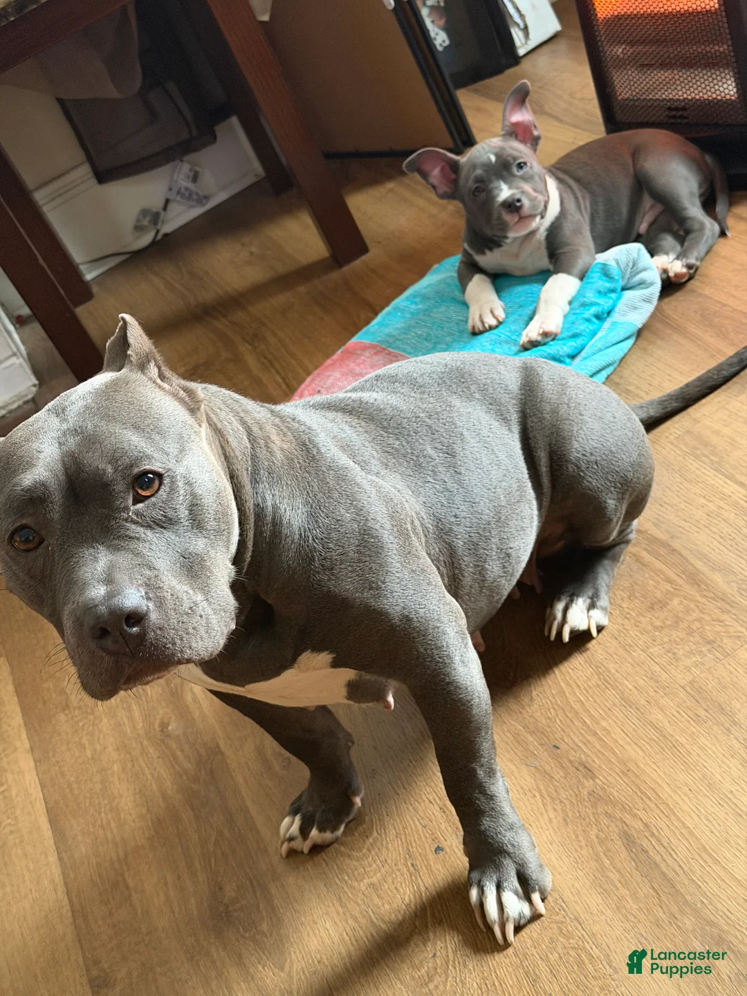 American Bully dogs for sale: American Bully Puppy 2 - Ad 2