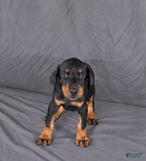 Doberman Pinscher dogs for sale: Jorah - Ad 11