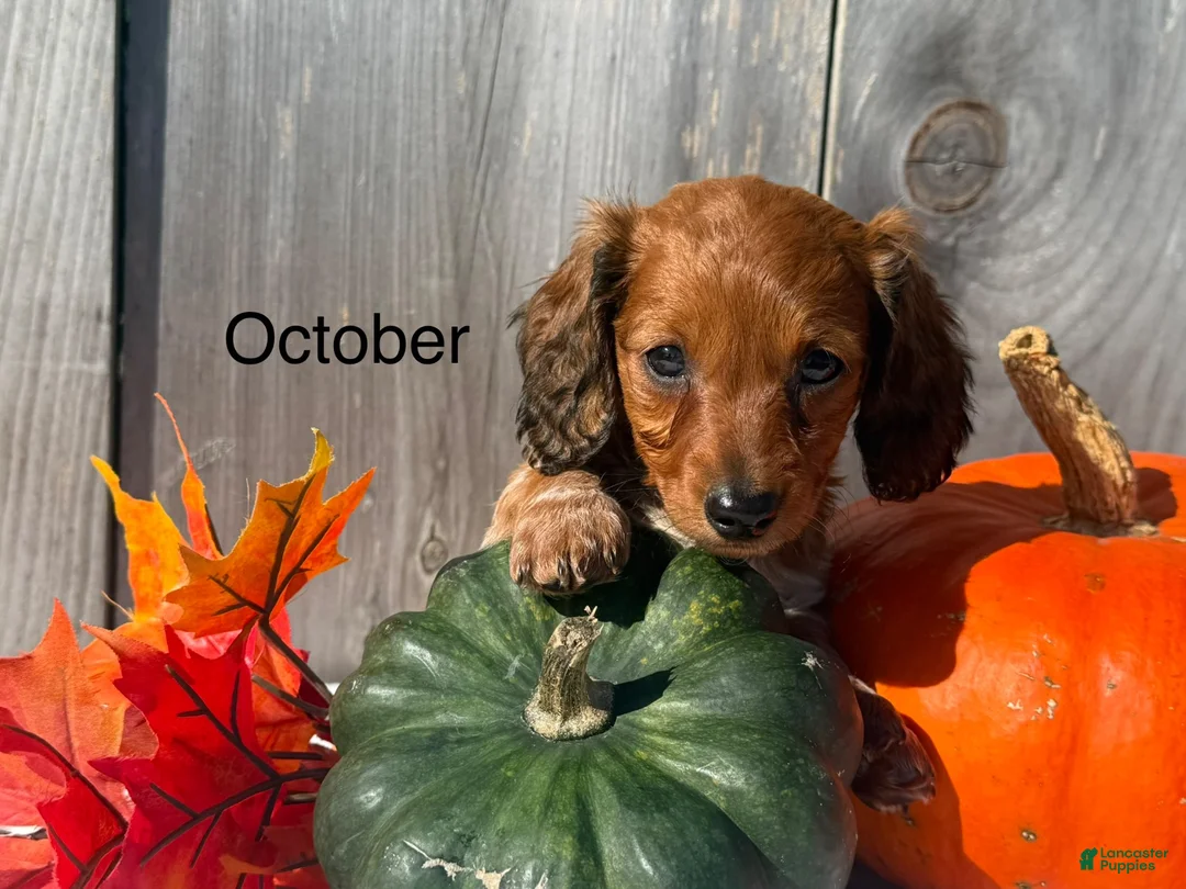 Miniature Dachshund dogs for sale: October  - Ad 1