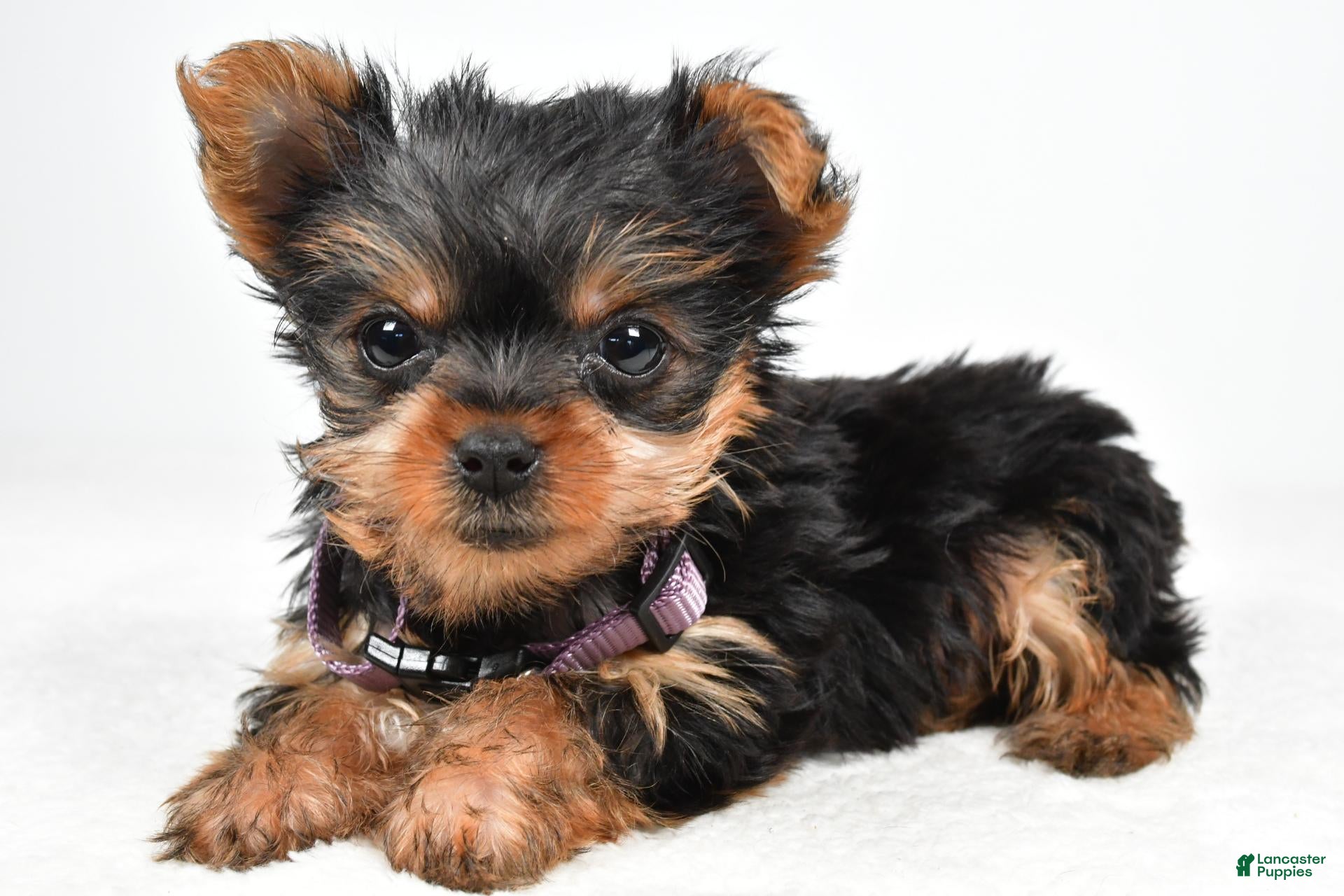 Yorkshire Terrier dogs Crystal teacup - Ad 1