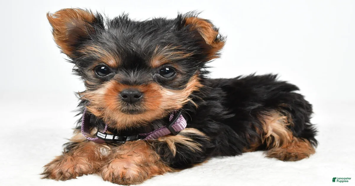 Crystal teacup Yorkshire Terrier for sale in Millersburg | Lancaster ...