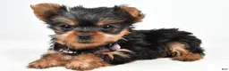 Yorkshire Terrier dogs for sale: Crystal teacup - Ad 1