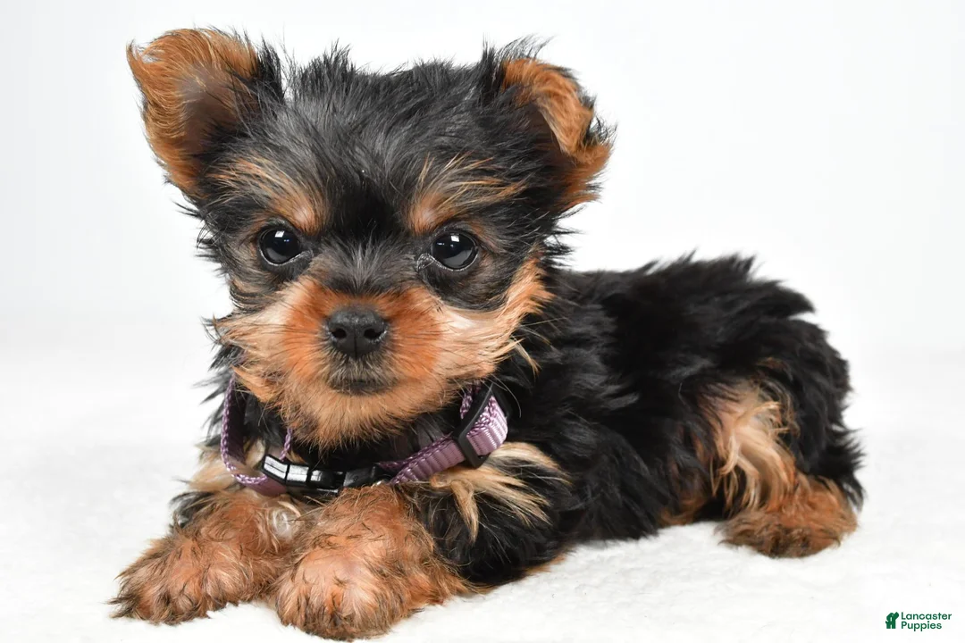Yorkshire Terrier dogs for sale: Crystal teacup - Ad 1