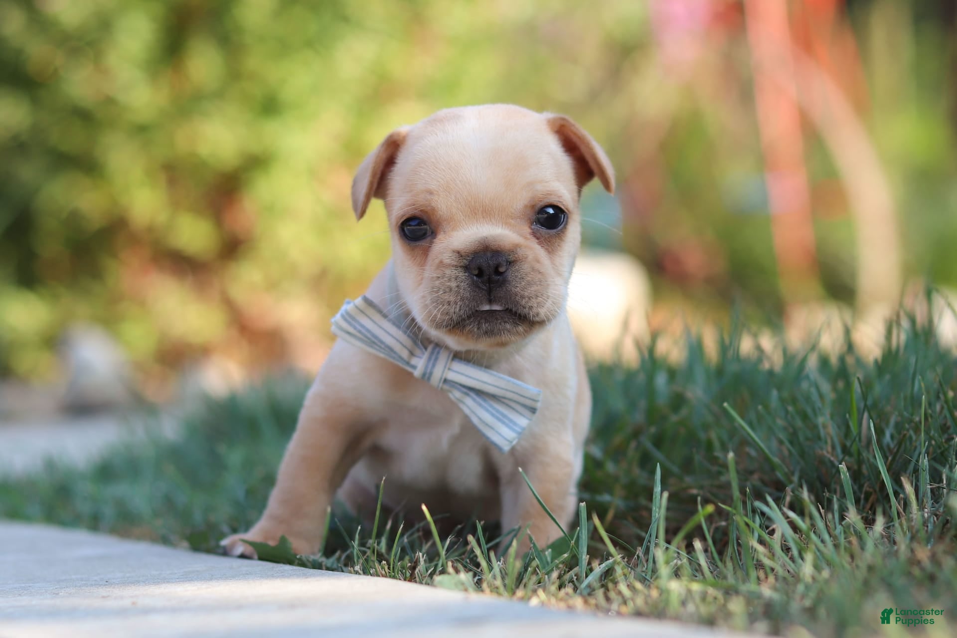 French Bulldog dogs Tucker - Ad 22