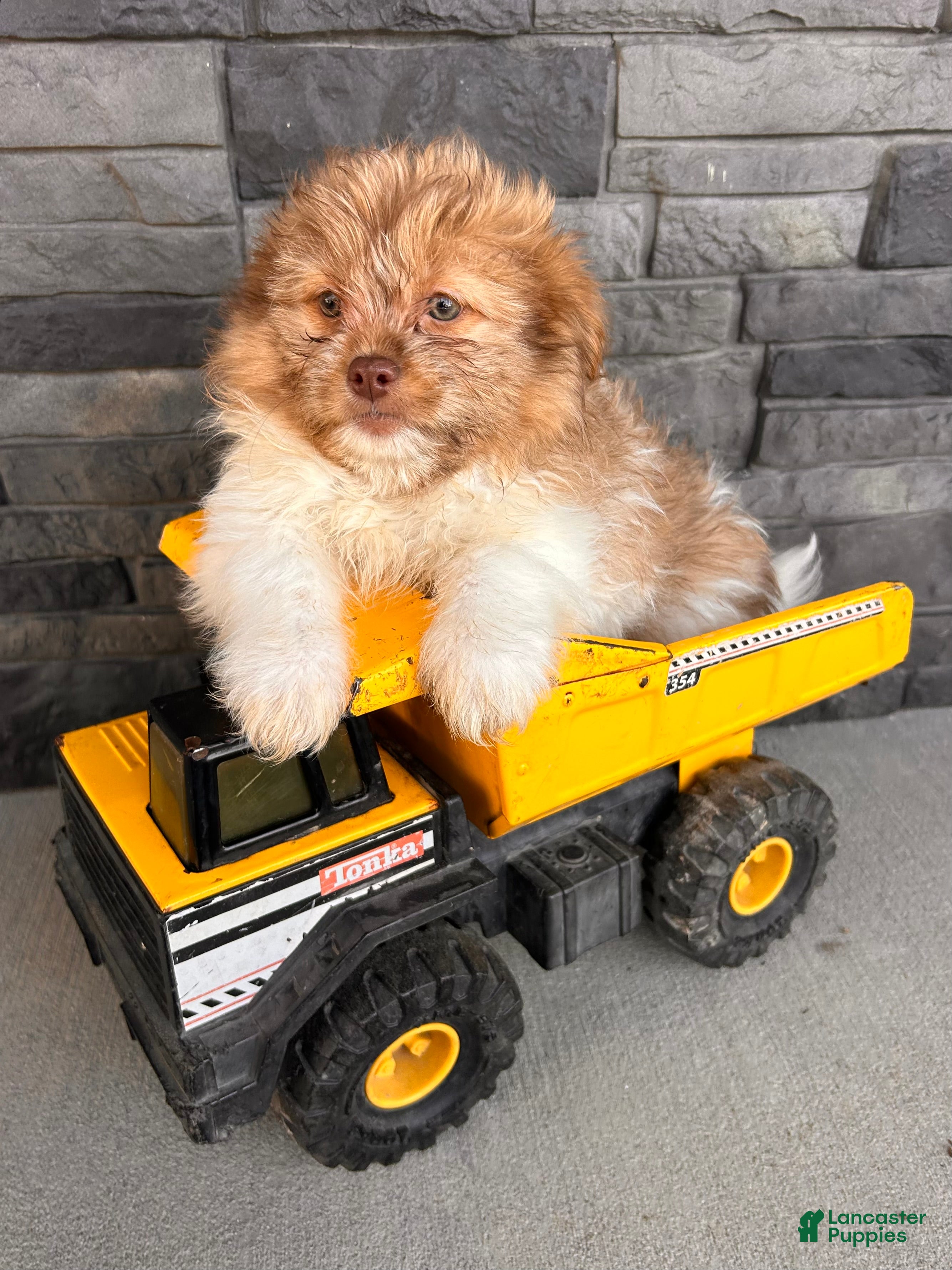 Mixed Breed dogs Gus - Ad 1