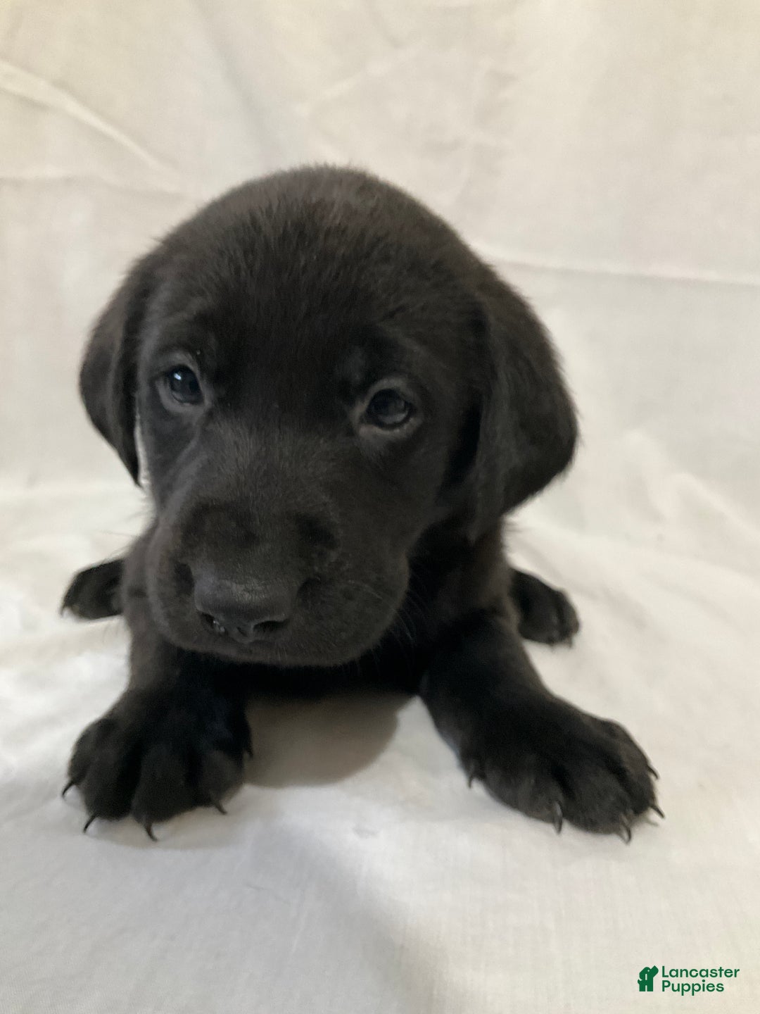 Labrador Retriever dogs for sale: Asher - Ad 5
