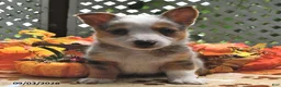 Welsh Corgi Pembroke dogs for sale: Buster  - Ad 4
