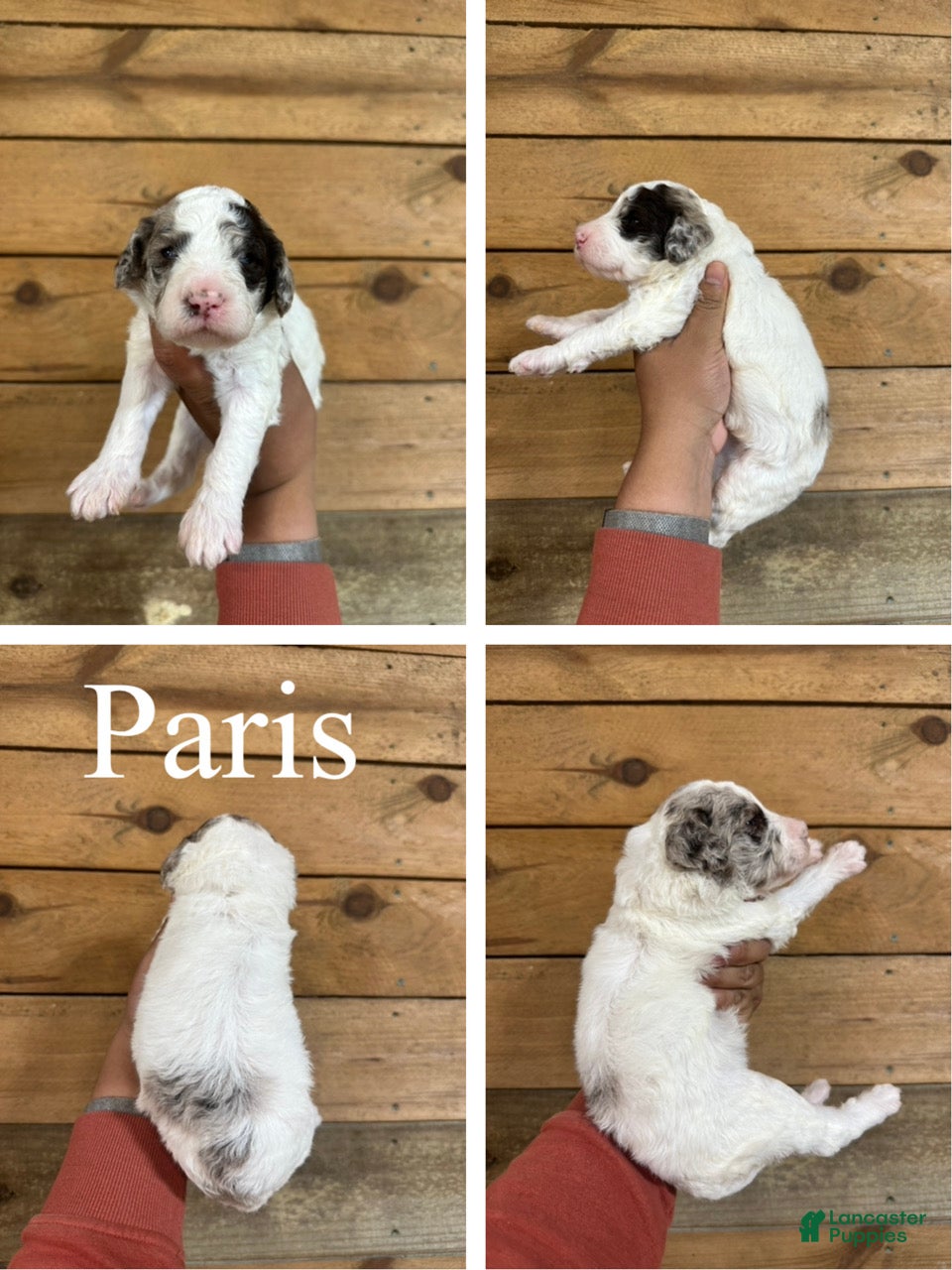Mixed Breed dogs Paris - Ad 1