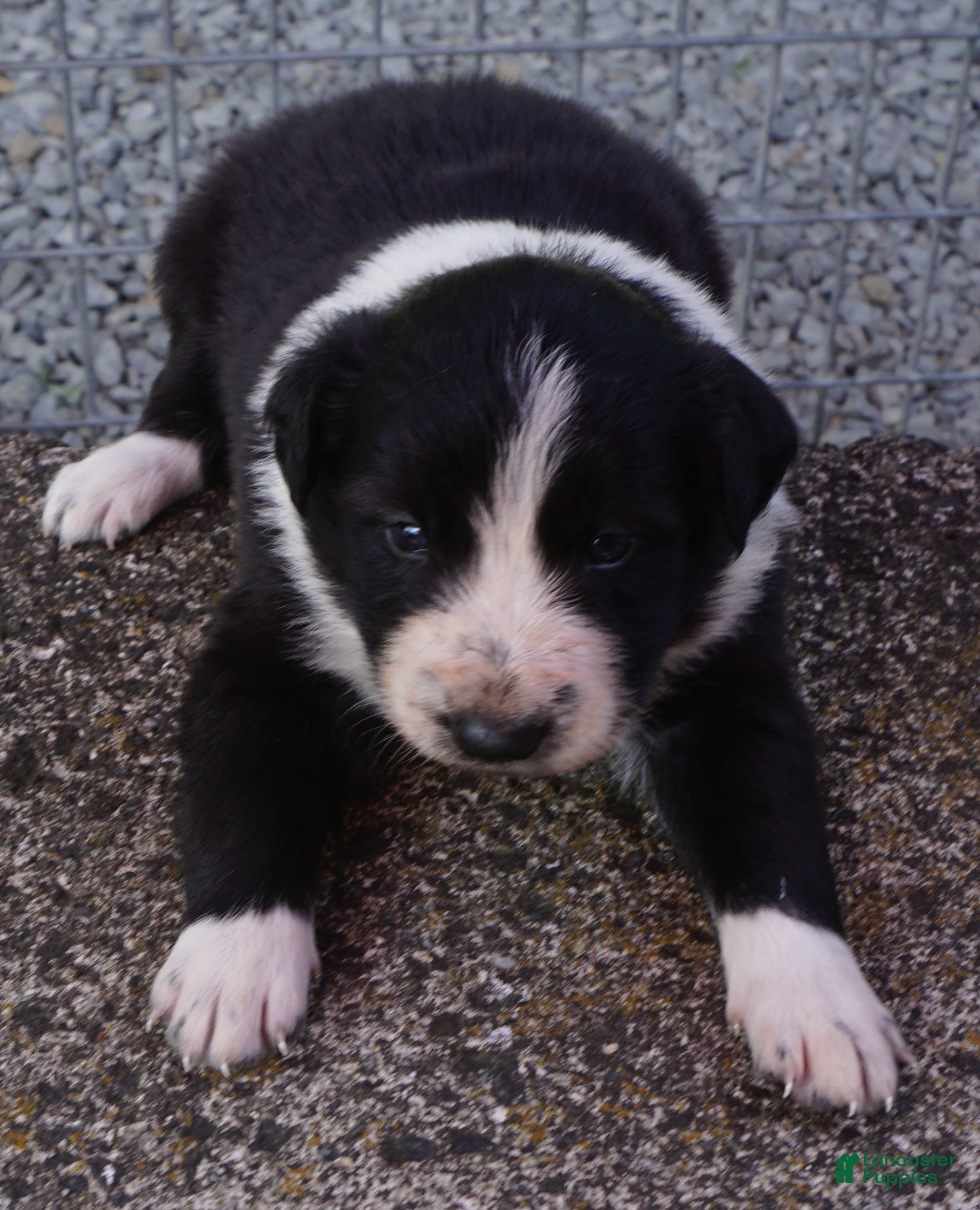 Border Collie dogs REBA - Ad 12