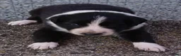 Border Collie dogs for sale: REBA - Ad 1