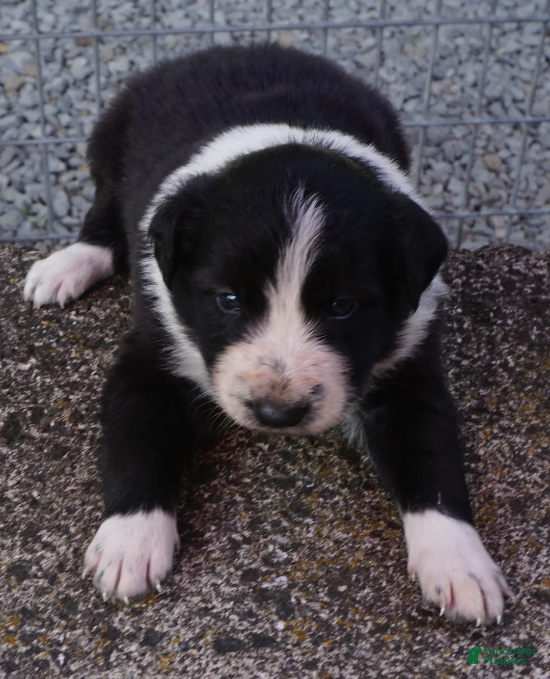 Border Collie dogs for sale: REBA - Ad 1