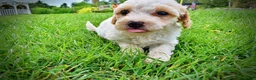 Havapoo dogs for sale: Ashley-SUMMER SALE!! $100 off listed price-this week only! - Ad 12