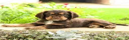 English Cocker Spaniel dogs for sale: Lady - Ad 4