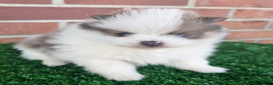 Pomeranian Puppy 1