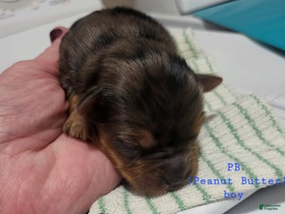 Yorkshire Terrier dogs - Ad 13