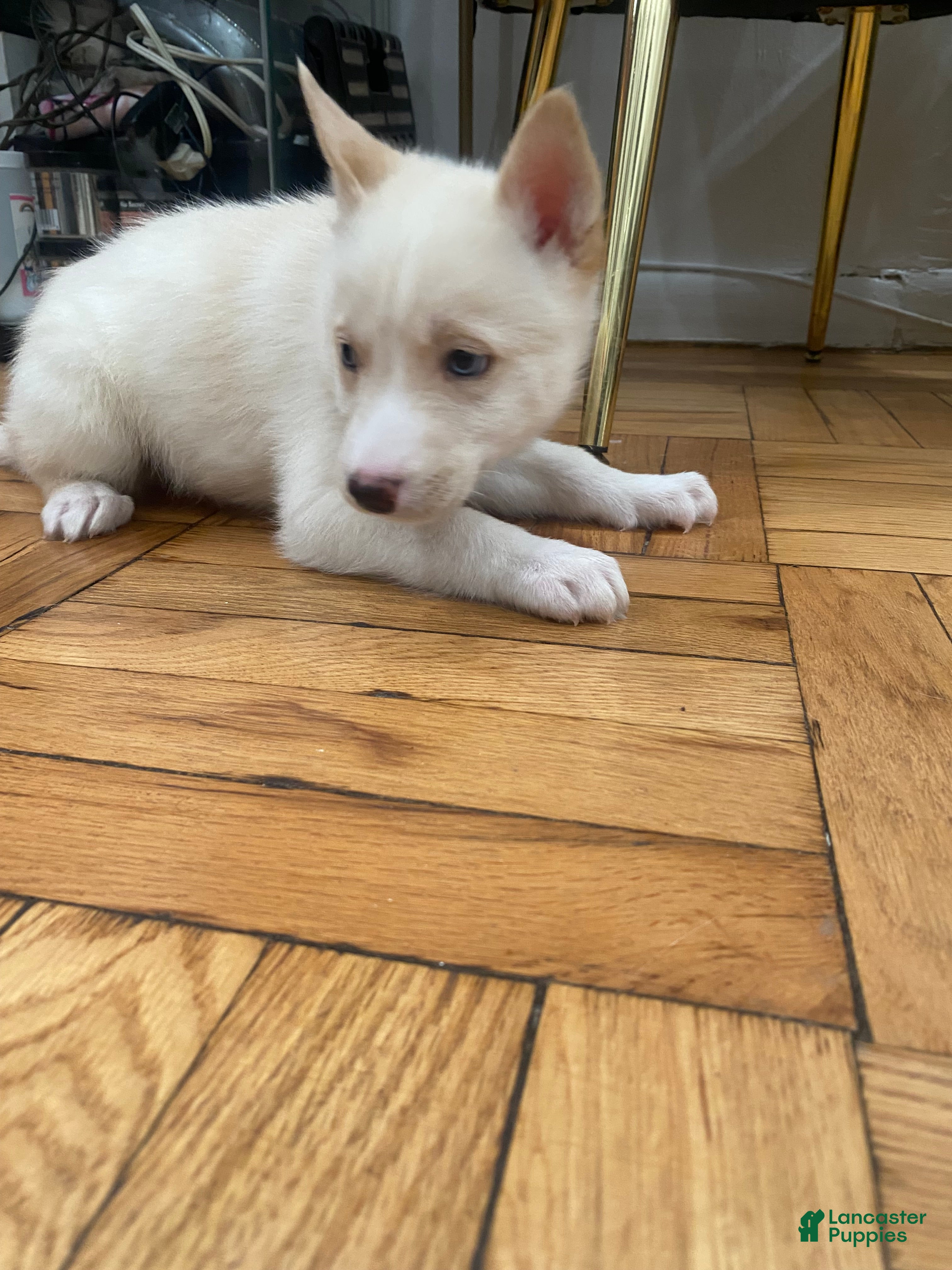 Siberian Husky dogs for sale: Jordan - Ad 3