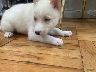 Siberian Husky dogs for sale: Jordan - Ad 3