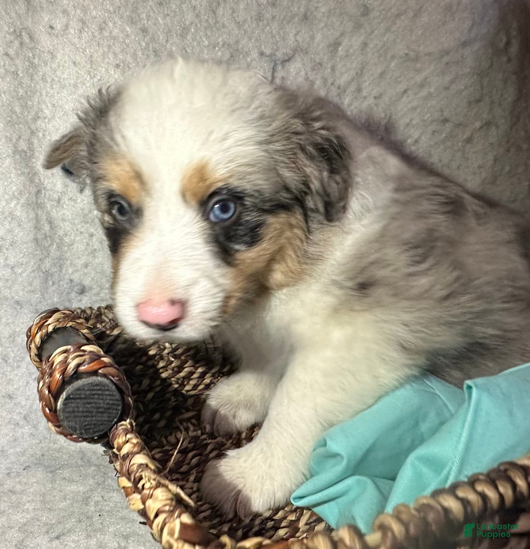 Border Collie dogs for sale: Sage - Ad 14