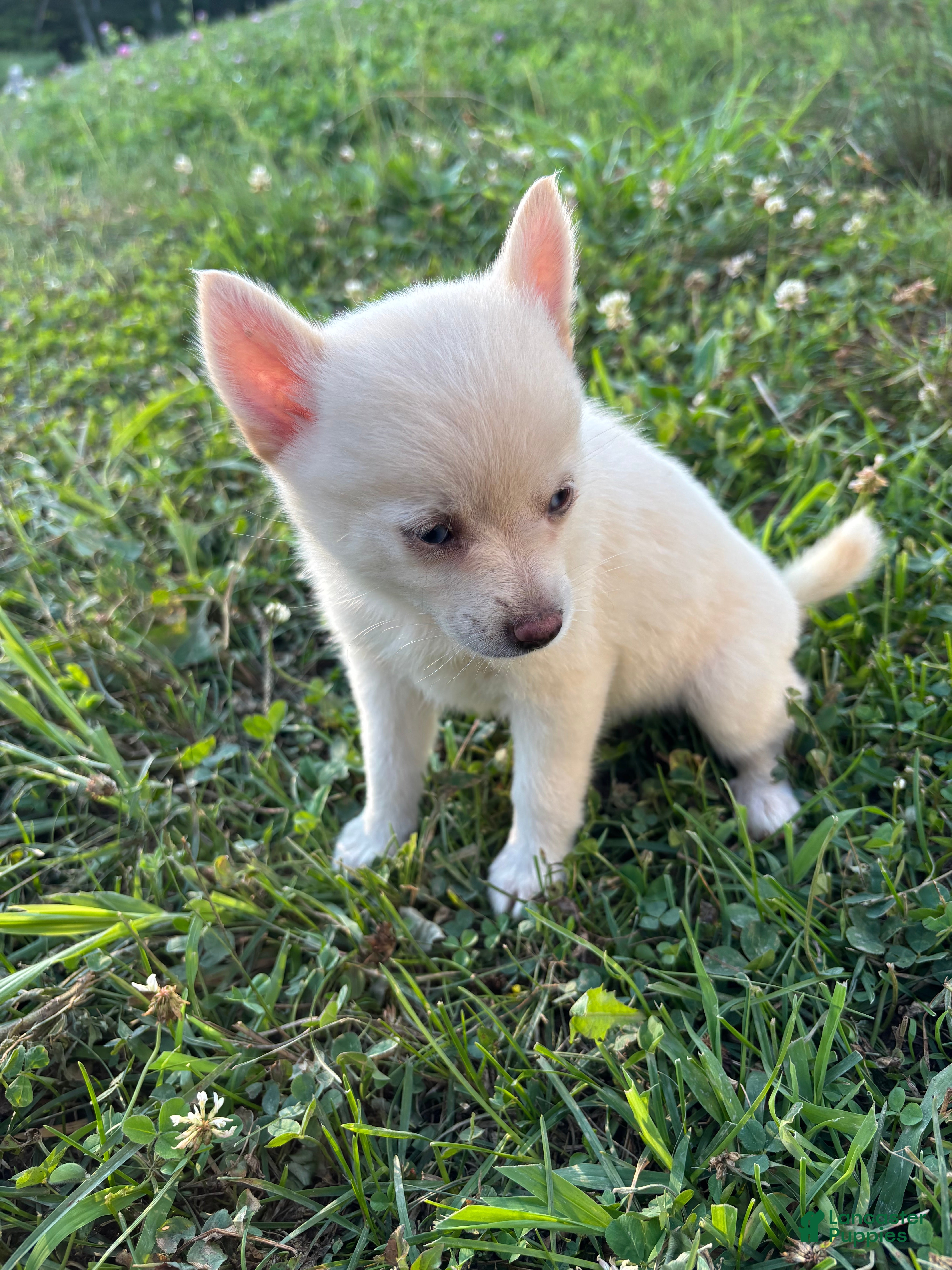 Pomsky dogs Minnie - Ad 2