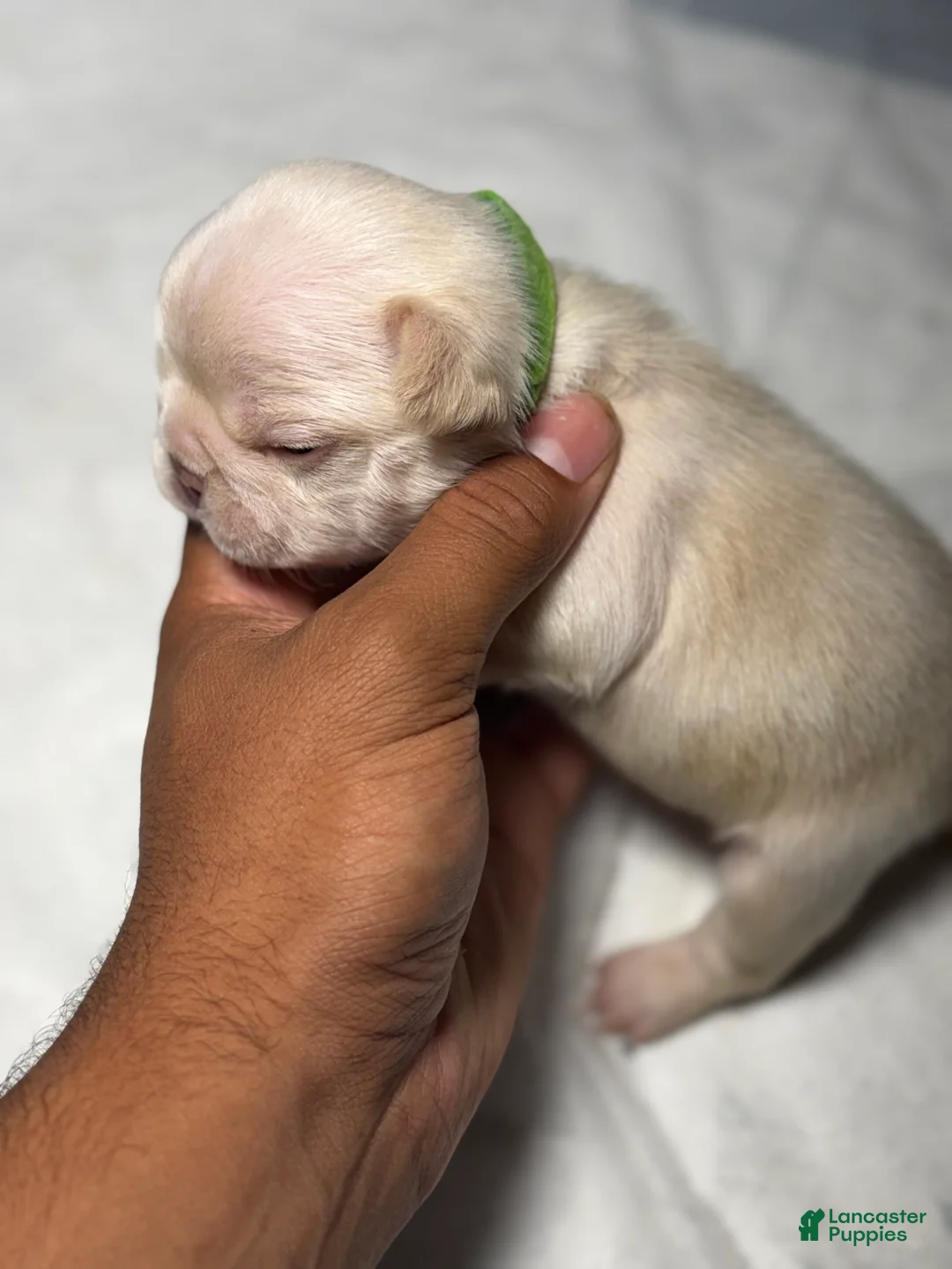 French Bulldog dogs for sale: Vanilla - Ad 2