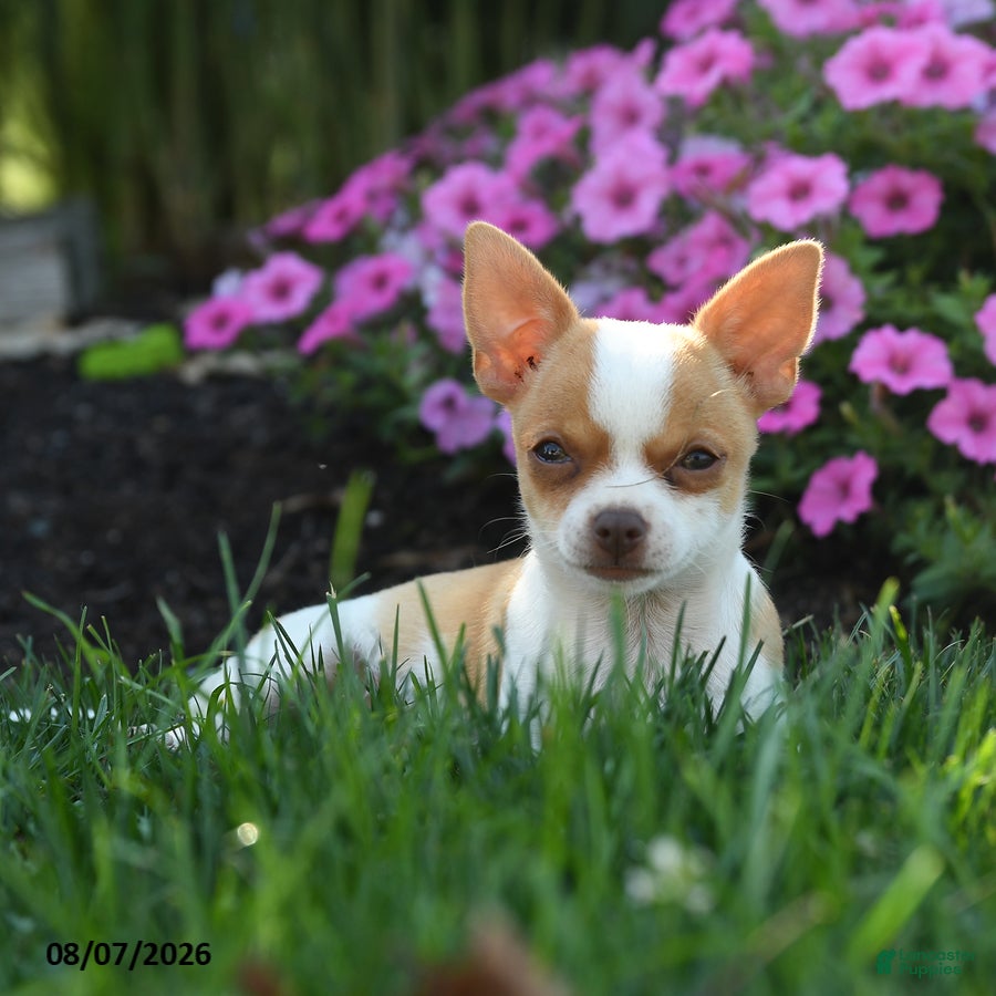 Chihuahua dogs Noelle - Ad 2