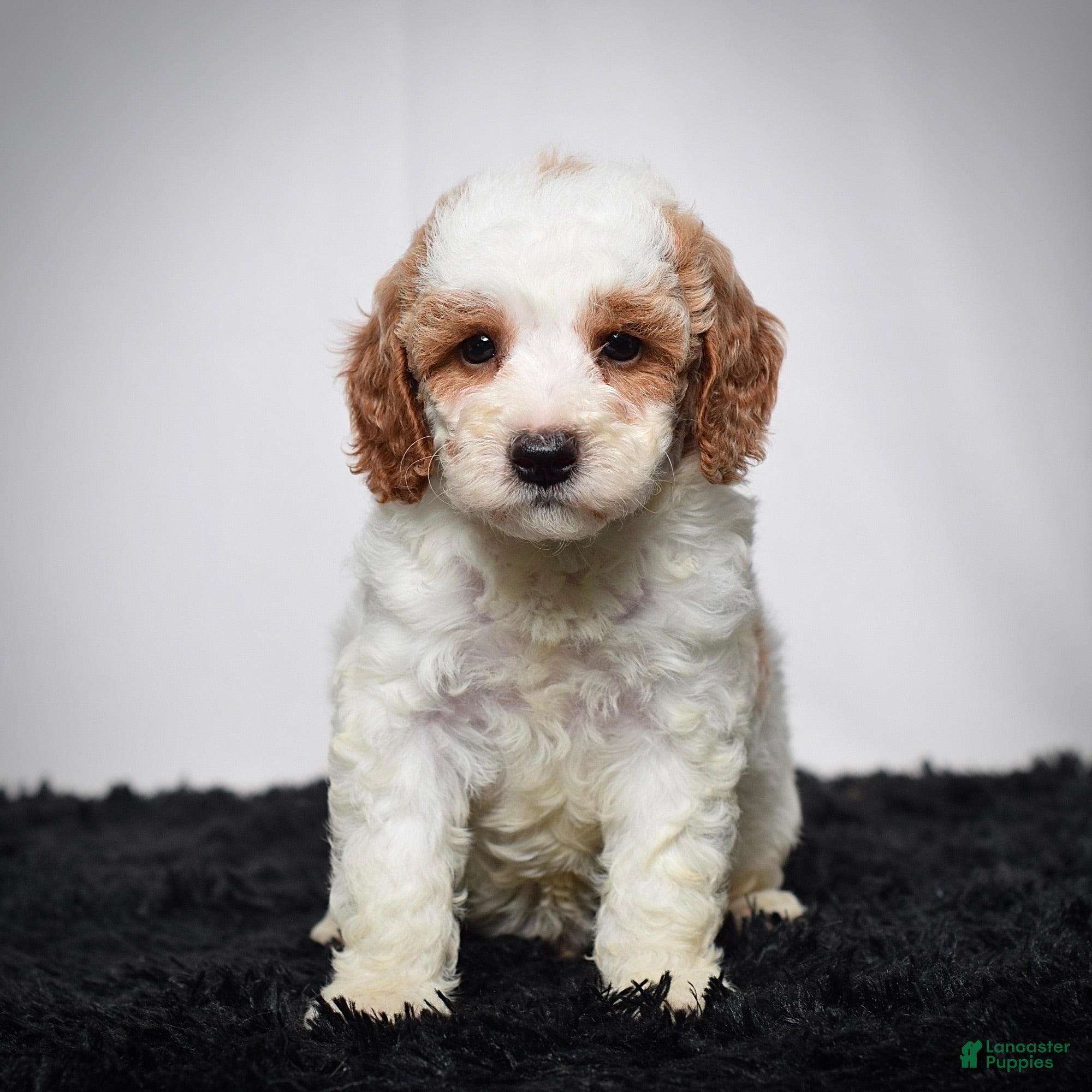Mini Goldendoodle dogs Mr. Archie - Ad 2