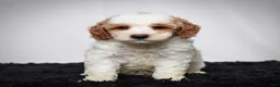 Mini Goldendoodle dogs for sale: Mr. Archie - Ad 3